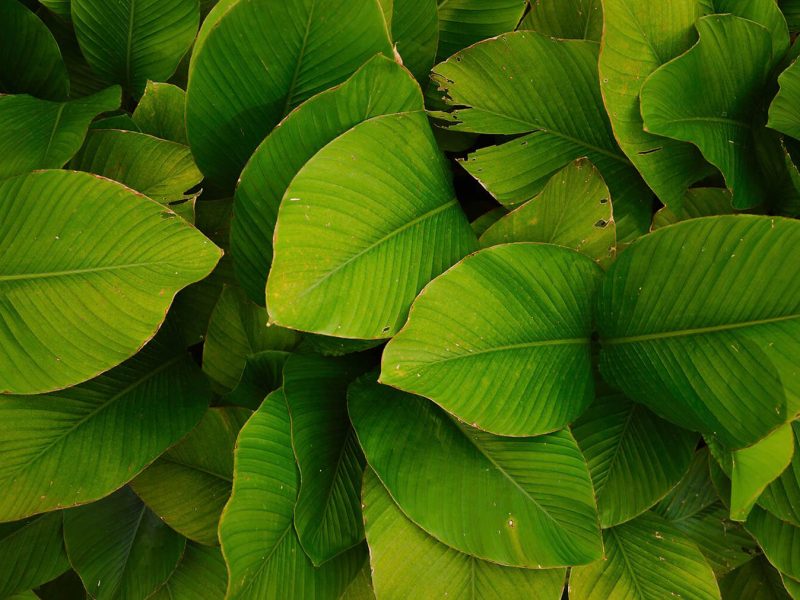 background-leaves-2021-11-23-19-46-32-utc.jpg